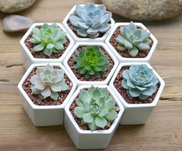 Mẹo chơi hoa sen đá không sợ chết cây