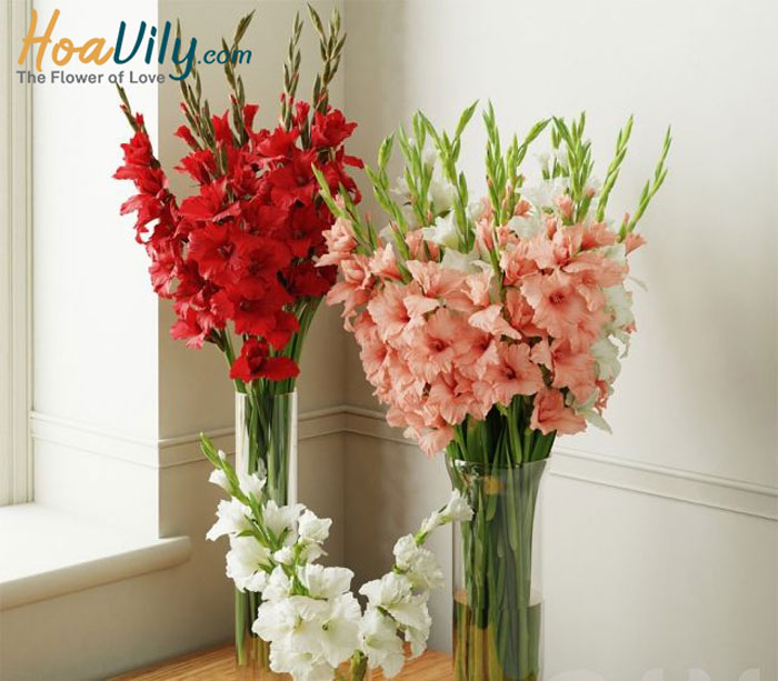 Cách cắm hoa lay ơn đẹp và thanh tao