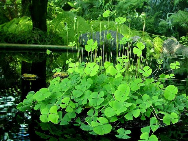 Cây rau bợ 4 lá