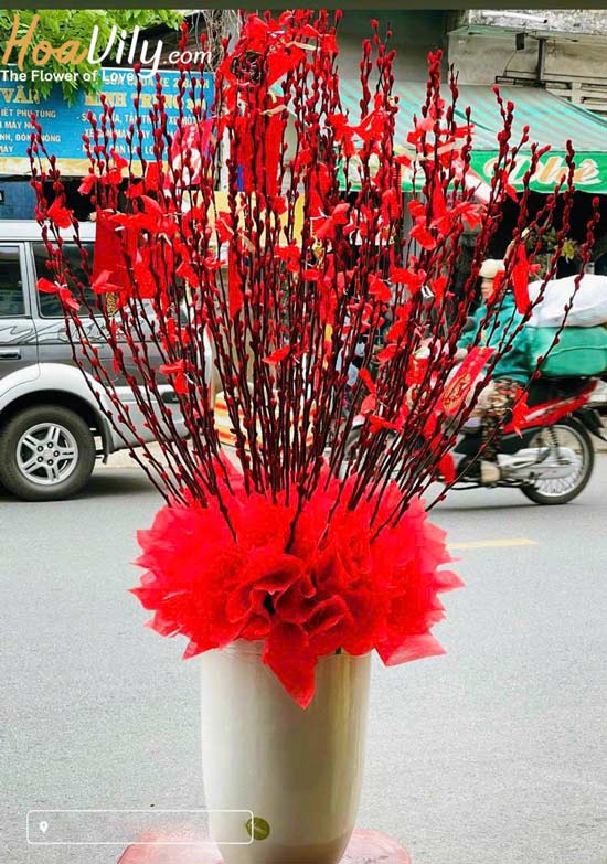 Chậu hoa nụ tầm xuân sắc đỏ truyền thống