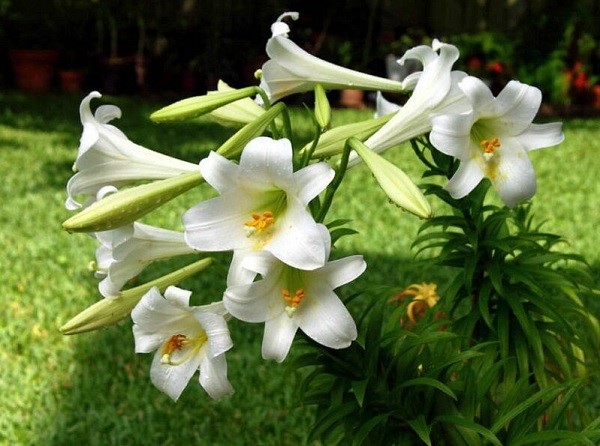 Đặc điểm của cây hoa loa kèn