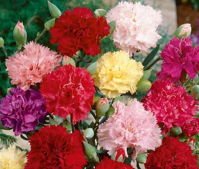 Hoa cẩm chướng tượng trưng cho Nhân Mã (23/11 – 21/12)