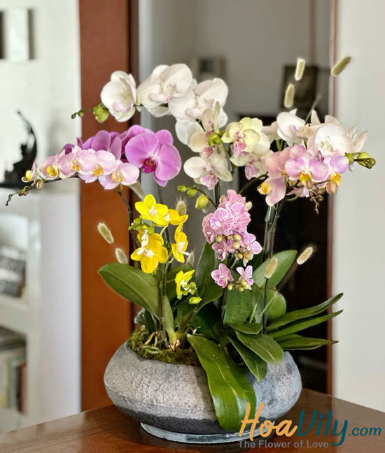 Lan hồ điệp Tết phong cách hiện đại