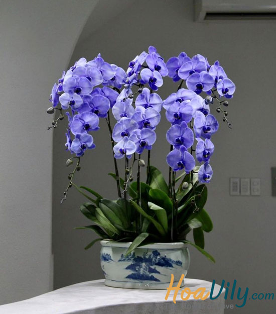 Lan hồ điệp Tết phong cách truyền thống