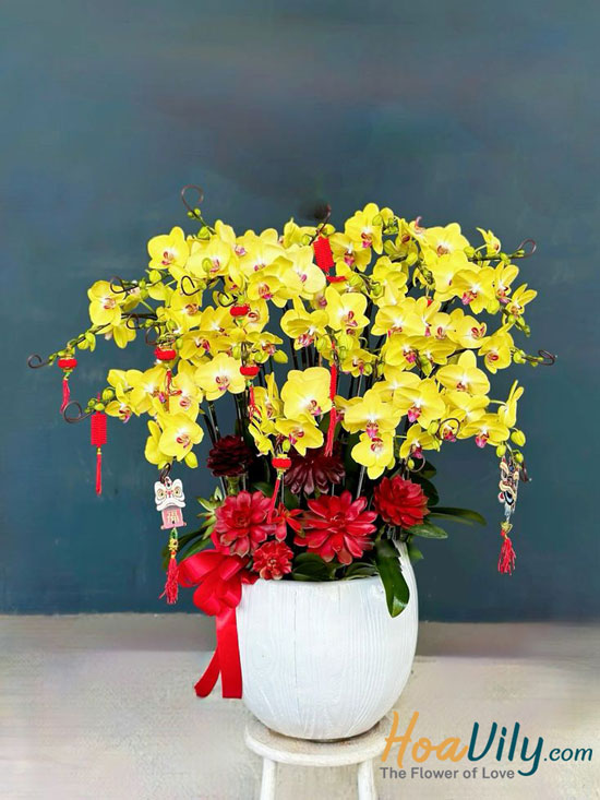 Lan hồ điệp Tết theo phong thủy