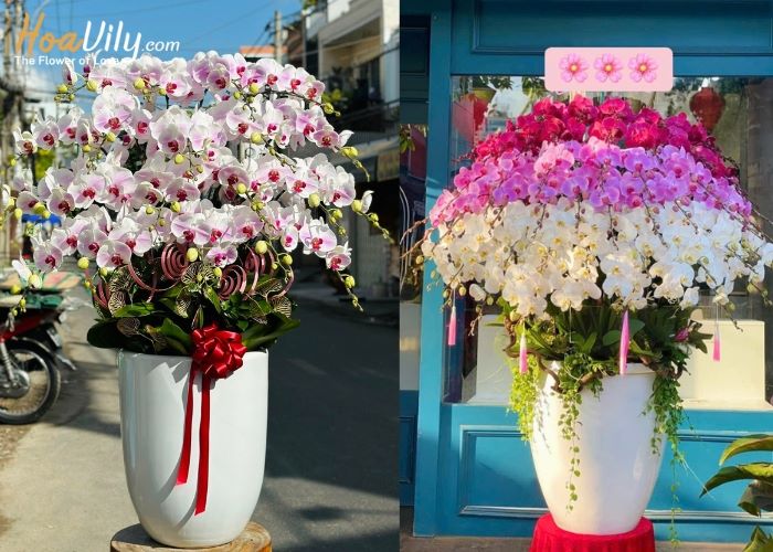 Hoa lan hồ điệp sang trọng tặng ngày thầy thuốc Việt Nam