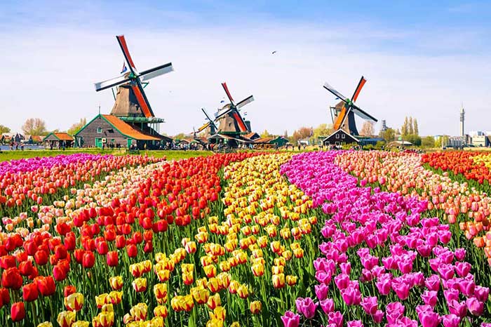 Hoa Tulip - Loài hoa may mắn tượng trưng cho cung Bạch Dương