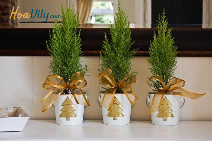 Mua tùng thơm Noel uy tín tại Hoa Vily 