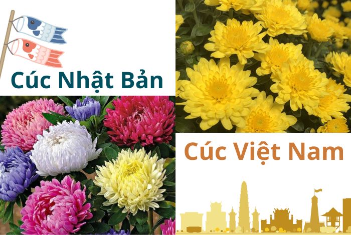 Hoa cúc Nhật Bản khác như nào so với Cúc Việt Nam 