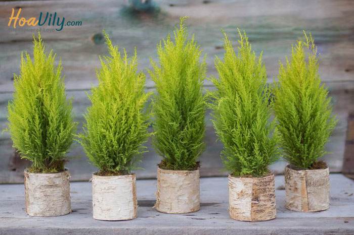 Ý nghĩa độc đáo của loài cây tùng thơm noel