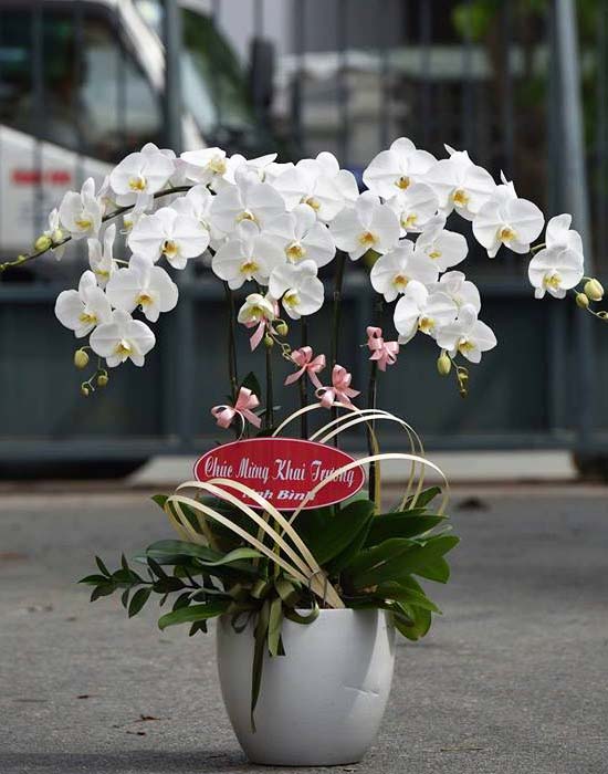 lan hồ điệp sang trọng chậu lan hồ điệp trắng khởi đầu tươi mới