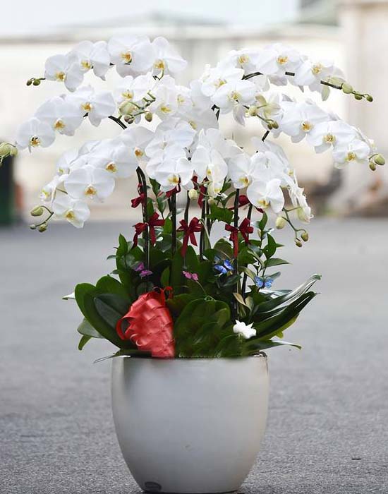 Chậu lan hồ điệp trắng 15 cành độc đáo Chậu lan hồ điệp trắng 15 cành đẹp nhất
