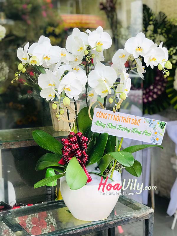 Chậu lan hồ điệp trắng - Khởi đầu tươi trắng