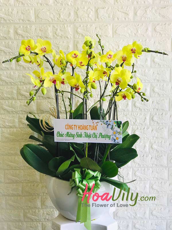 Chậu hoa lan hồ điệp vàng - Cành vàng lá ngọc