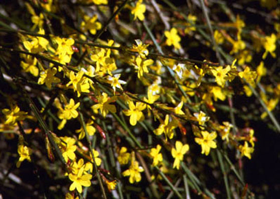 Giống hoa nhài Jasminum officinale