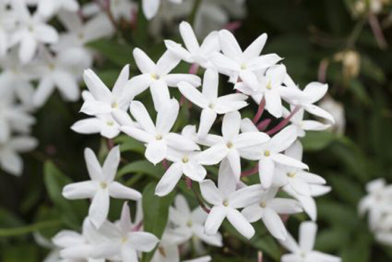 Giống hoa Jasminum officinale 