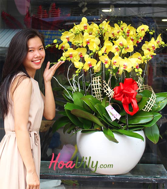 Chậu lan hồ điệp vàng tặng sếp sang trọng