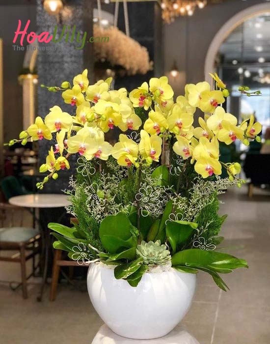 Chậu lan hồ điệp vàng - Sự giàu sang