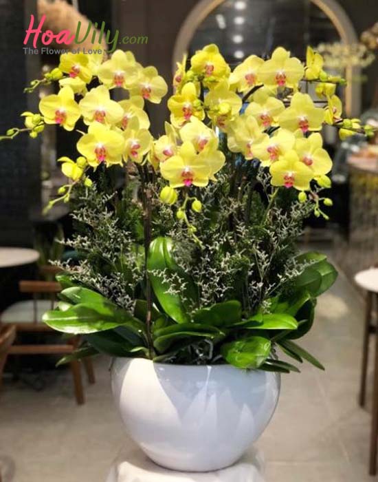 Chậu lan hồ điệp vàng rực rỡ
