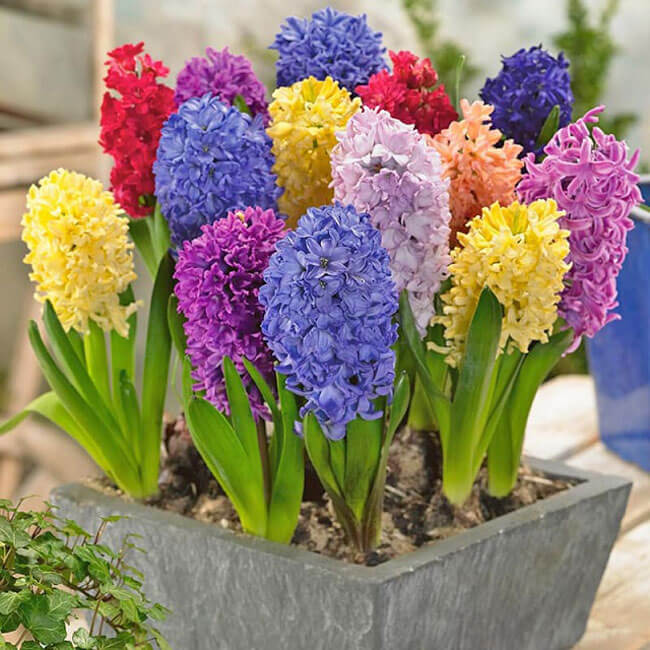 Hoa địa lan tiên ông (Dạ Lan Hương)