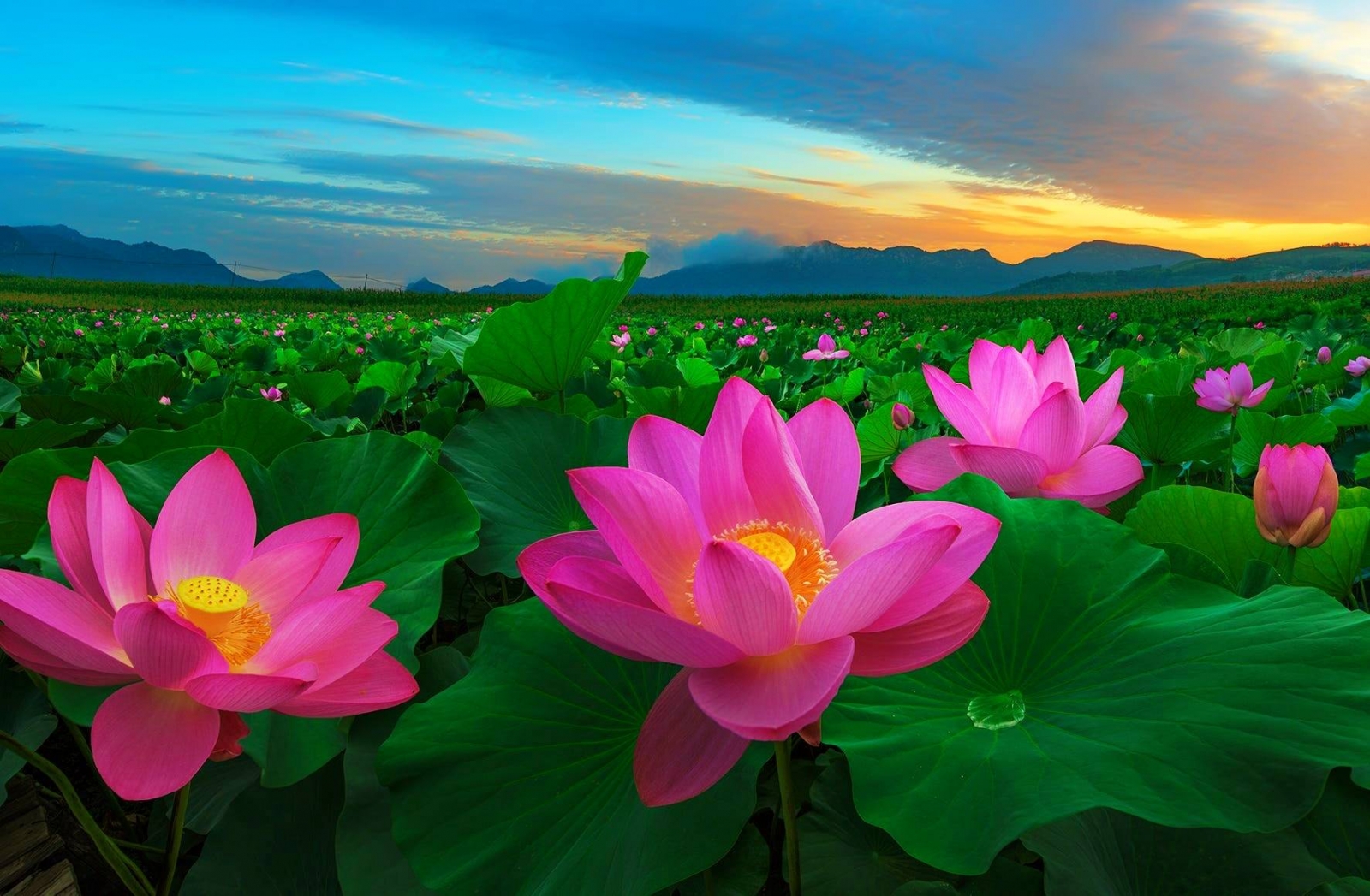Hình nền hoa sen đẹp nhất