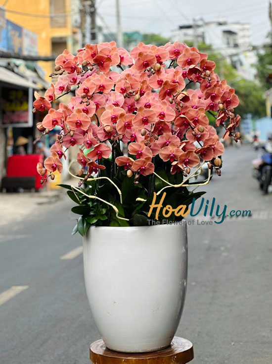 Chậu lan hồ điệp cam - Phong cảnh ấm áp