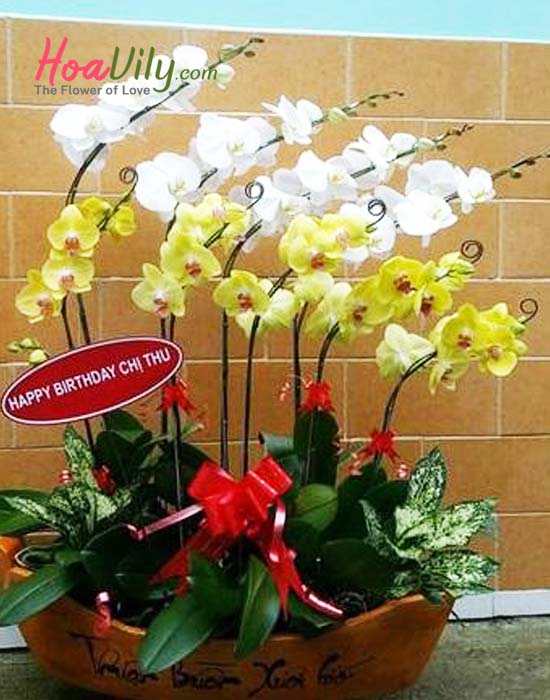 Chậu hoa lan hồ điệp trắng vàng kết hợp thuận buồm xuôi gió