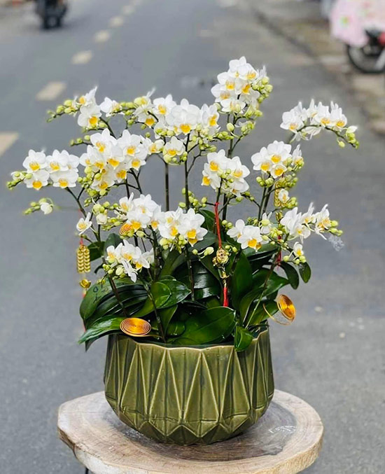 Lan hồ điệp mini trắng thể hiện cho sự tôn kính và khiêm nhường.