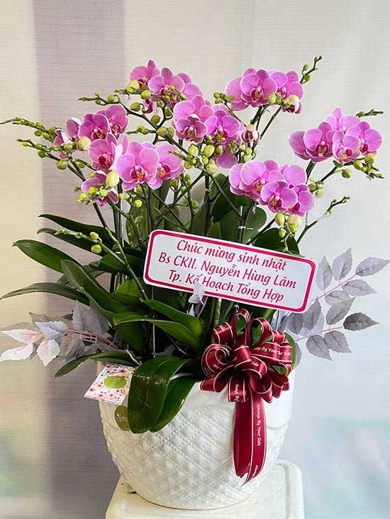Bàn tiếp khách thêm ấn tượng nhờ chậu lan hồ điệp mini để bàn Bàn tiếp khách thêm ấn tượng nhờ chậu lan hồ điệp mini để bàn