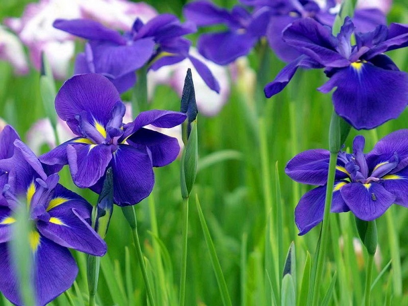Ảnh đẹp về loài hoa diên vĩ