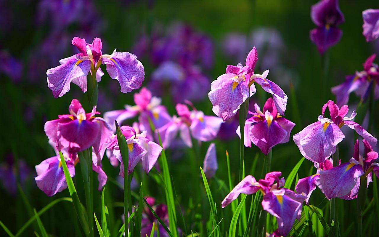 Tổng hợp những hình ảnh đẹp về loài hoa diên vĩ