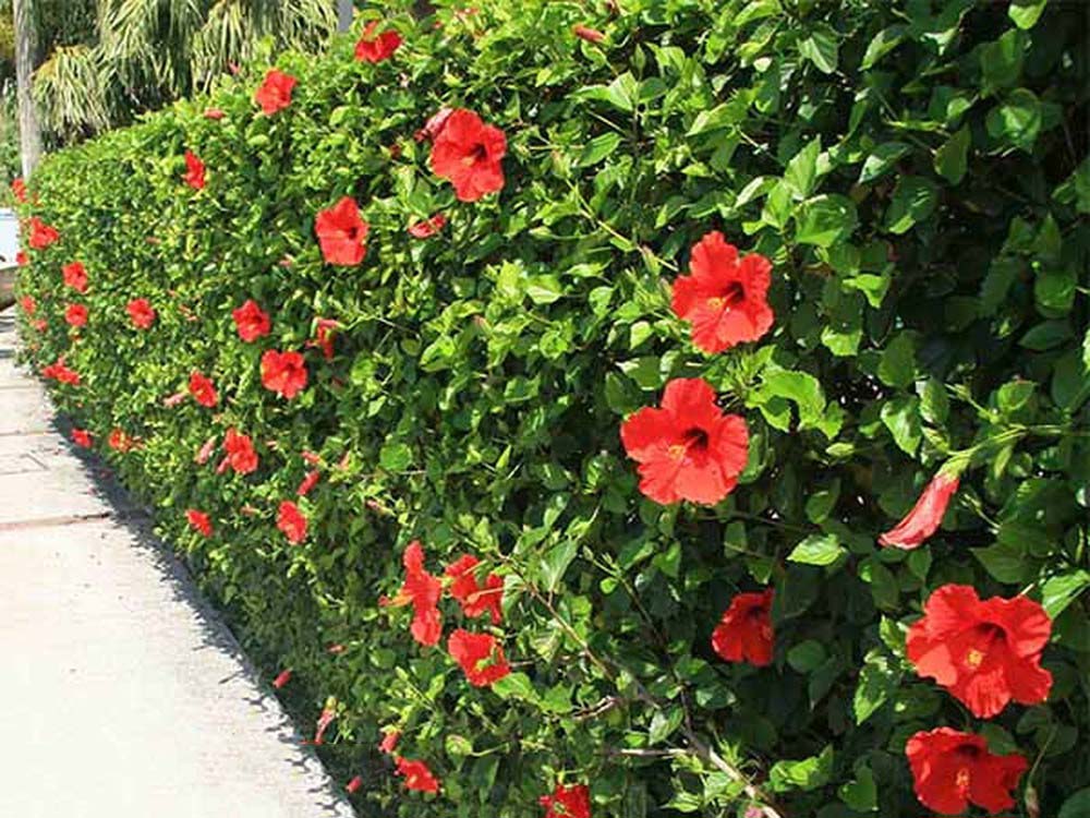Tác dụng của hoa dâm bụt trong đời sống