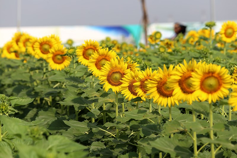 Hình ảnh nắng đẹp ở vườn hoa hướng dương