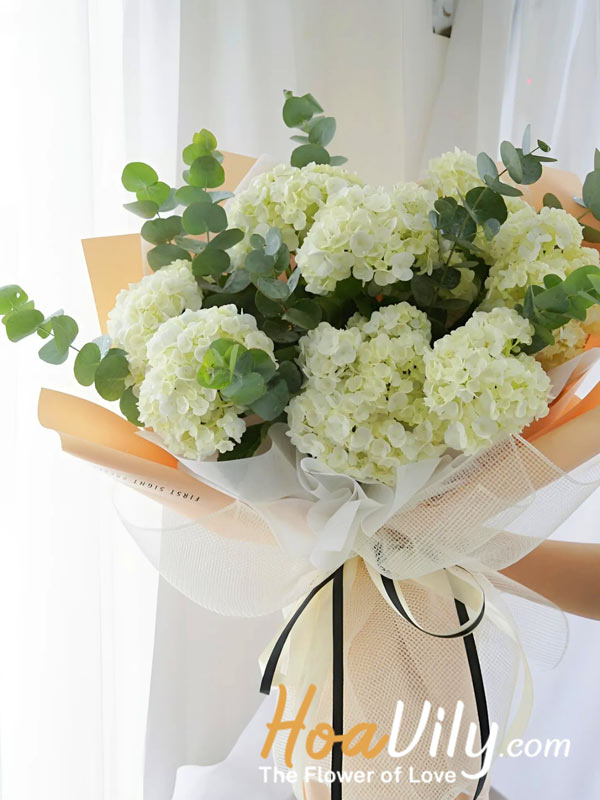 hoa cẩm tú cầu trắng - biểu trưng sự thuần khiết và trong sáng