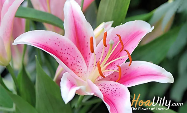 hoa ly là hoa gì - nguồn gốc hoa ly