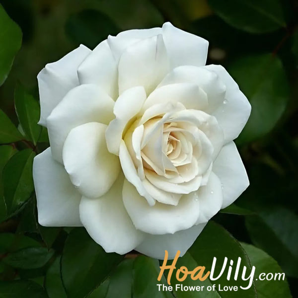 ý nghĩa của hoa hồng trắng