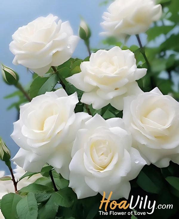 tìm hiểu bông hồng trắng