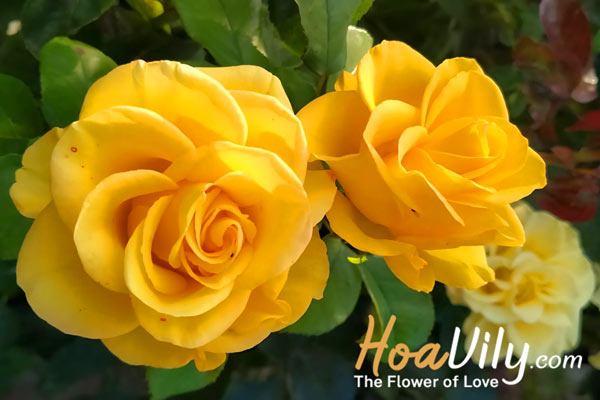 ý nghĩa hoa hồng vàng trong đời sống