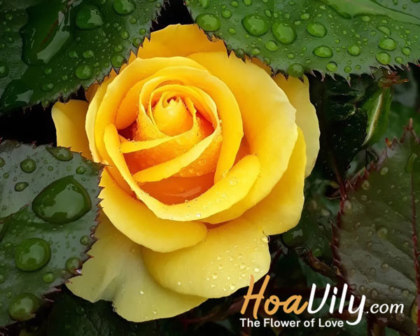 tìm hiểu hoa hồng vàng