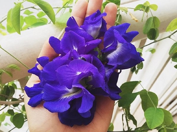 Ý nghĩa hoa đậu biếc