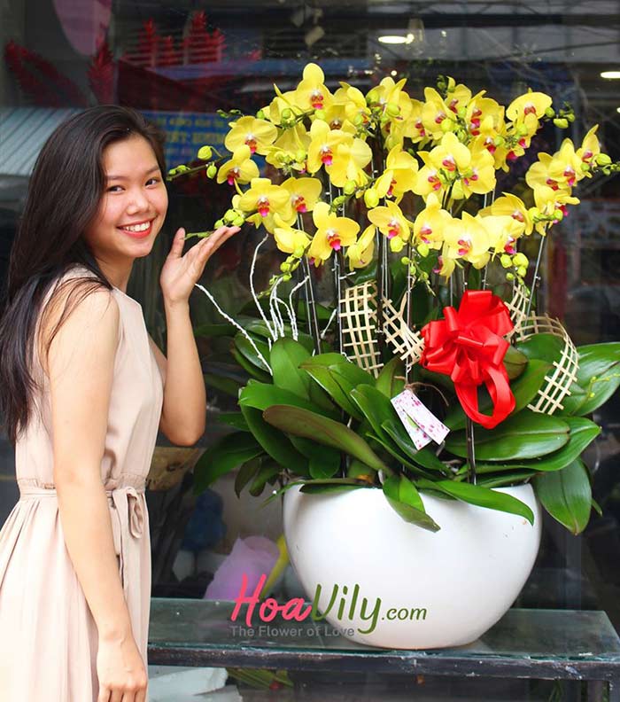 Chậu lan hồ điệp vàng tặng sinh nhật