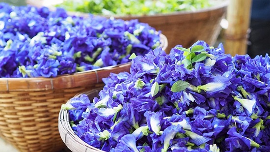 Công dụng hoa đậu biếc