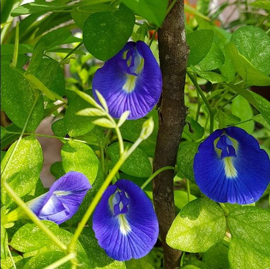 Đặc điểm hoa đậu biếc