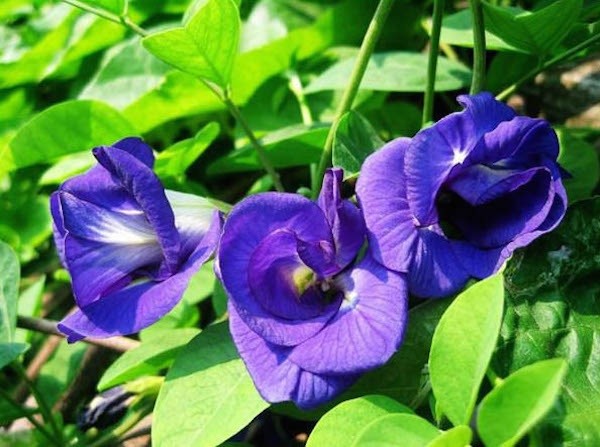 Nguồn gốc hoa đậu biếc