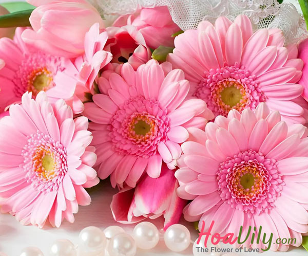 hoa đồng tiền là hoa gì
