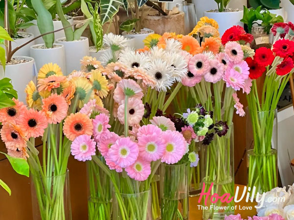 hoavily - địa chỉ cung cấp hoa đồng tiền chất lượng