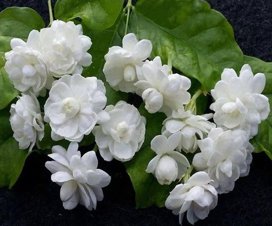 Giới thiệu về hoa nhài
