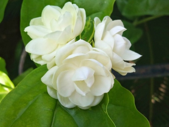 Ý nghĩa của hoa nhài