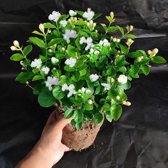 Cách trồng và chăm sóc cây hoa nhài tại nhà