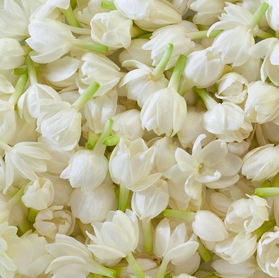 Tác dụng của hoa nhài